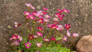 Skalnica Arendsa to jedna w podstawowych roślin na skalniaki, która tworzy prawdziwe dywany kwiatów.