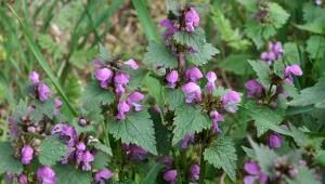 Chociaż jasnota purpurowa traktowana jest przede wszystkim jako chwast, posiada wiele właściwości prozdrowotnych.