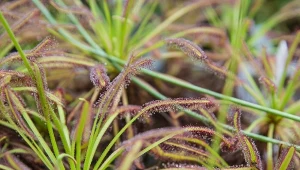 Rosiczka przylądkowa jest rośliną owadożerną.