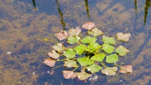 Kotewka orzech wodny (Trapa natans) nazywana jest również orzechem wodnym.