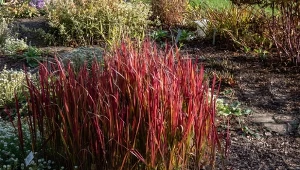 Imperata cylindryczna 'Red Baron' efektownie przebarwia się pod koniec sezonu wegetacyjnego