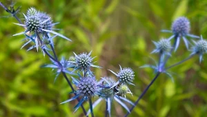 Mikołajek płaskolistny (Eryngium planum) kwitnie latem - od czerwca do września.