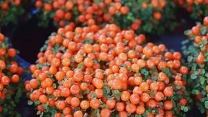 Nertera płożąca najpiękniej wygląda od sierpnia, gdy zawiązuje pomarańczowe owoce.