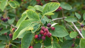 Owoce świdośliwy kanadyjskiej przypominają porzeczkę.