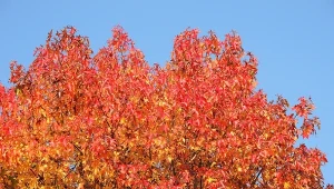 Ambrowiec amerykański to efektowne drzewo, które najpiękniej prezentuje się jesienią.