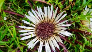 Dziewięćsił bezłodygowy to fantastyczna roślina o kolczastych liściach i pięknych kwiatach.