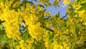 Złotokap zwyczajny najwspanialej wygląda w trakcie kwitnienia.