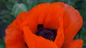 Mak wschodni (Papaver orientale).
