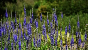 Przetacznik długolistny to efektowna bylina o niebieskofioletowych kwiatach.