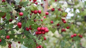 Głóg jednoszyjkowy to krzew lub niskie drzewko, które owoce posiadają właściwości lecznicze.