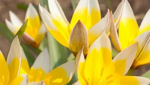 Tulipan późny (Tulipa tarda).