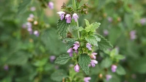 Mierznica czarna to dość niepozorna roślina, która posiada wiele właściwościach leczniczych.
