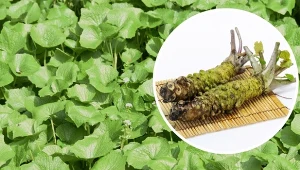 Liście chrzanu japońskiego mają kształt serca i podobnie jak korzeń są jadalne.