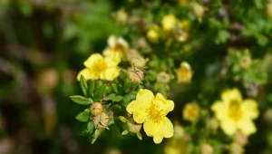 Pięciornik krzewiasty (Potentilla fruticosa)