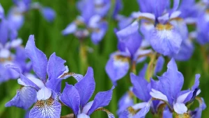 Kosaciec syberyjski dzięki swoim kolorowym kwiatom stanowi idealne dopełnienie rabat i skalniaków.