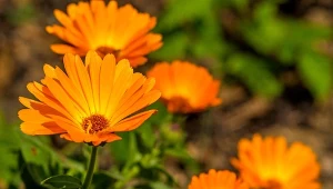 Nagietek lekarski (Calendula officinalis).