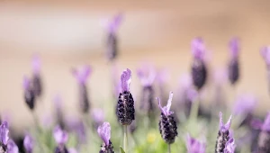 Lawenda francuska (Lavandula stoechas).