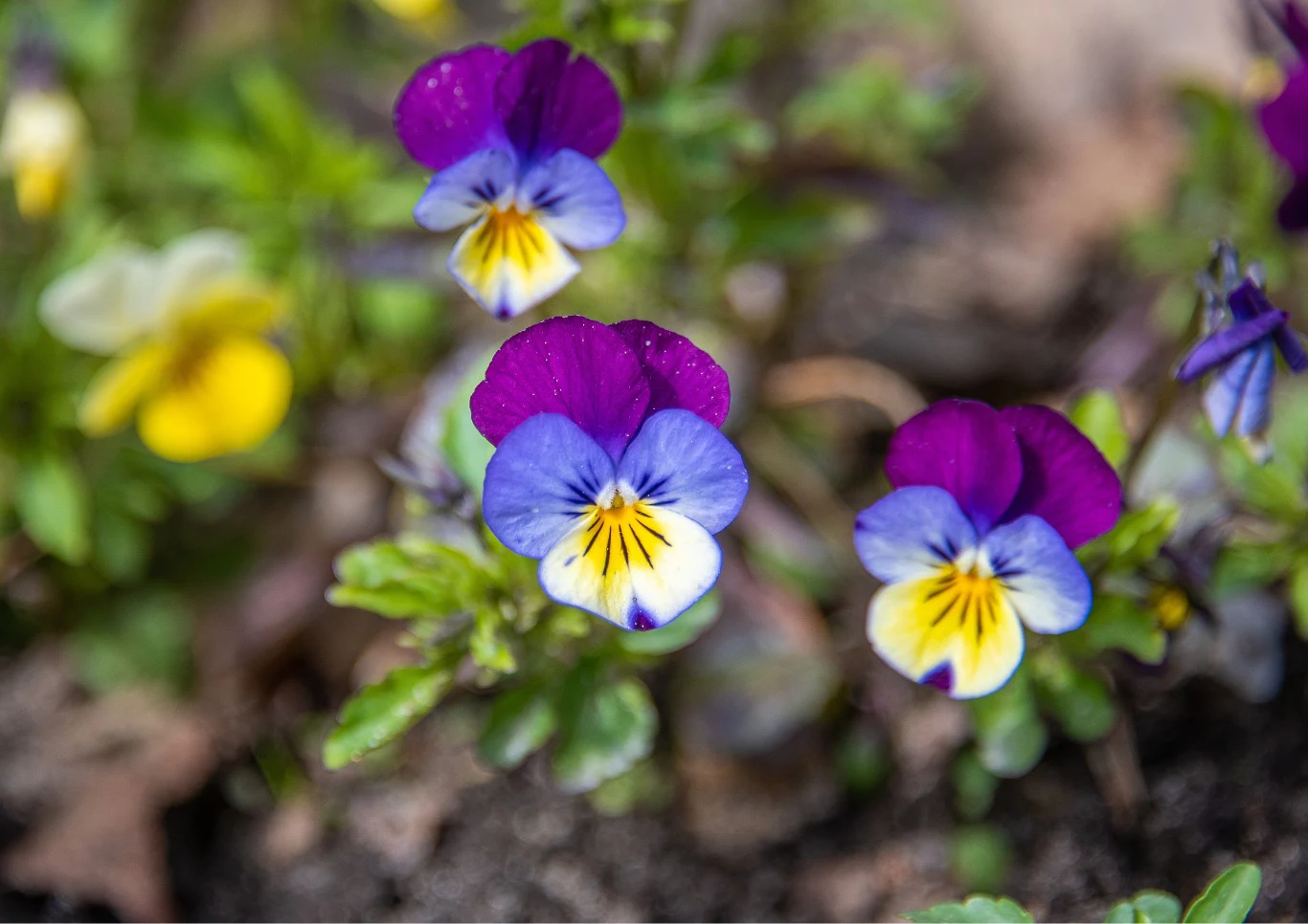 Fiołek trójbarwny (Viola tricolor). Fiołek trójbarwny (Viola tricolor). Fot. 123RF.com