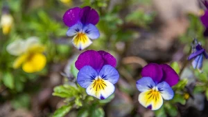 Fiołek trójbarwny (Viola tricolor).
