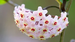 Hoja różowa (Hoya carnosa).