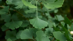 Miłorząb dwuklapowy rozpoznamy po charakterystycznych liściach.