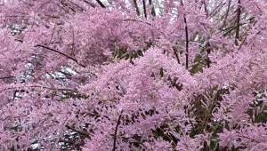 Kwiaty tamaryszka pojawiają się na pędach zeszłorocznych, o czym trzeba pamiętać podczas jego przycinania.