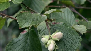 Jesienią na leszczynie pospolitej pojawiają się smaczne owoce, czyli orzechy laskowe.