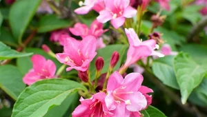 Najbardziej atrakcyjną częścią krzewuszki są jej kwiaty.