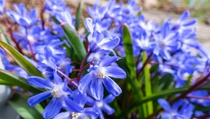 Śnieżnik sardeński w miarę kwitnienia zmienia barwę.