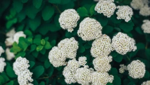 Kalina hordowina (Viburnum lantana).