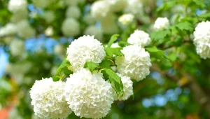 Kalina koralowa (Viburnum opulus).