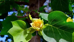 Tulipanowiec amerykański (Liriodendron tulipifera).