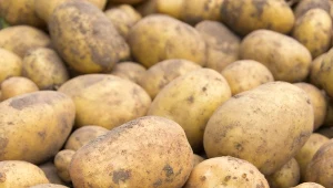 Ziemniak (Solanum tuberosum).