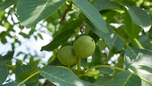 Orzech włoski uprawiany jest głównie na jadalne owoce.