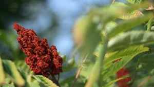 Sumak octowiec jest ceniony za egzotyczny wygląd.