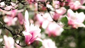 Magnolia pośrednia (Magnolia soulangeana).