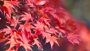 Klon palmowy (Acer palmatum Thunb.).