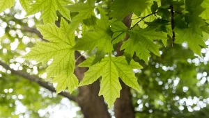 Klon srebrzysty (Acer saccharinum).