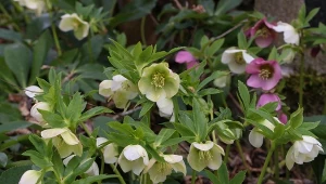 Ciemiernik biały kwitnie w czasie, gdy większość roślin jest jeszcze uśpiona.
