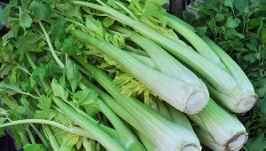 Seler naciowy jest ceniony na soczyste ogonki liściowe.