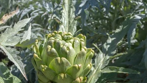 Karczoch zwyczajny jest ceniony za zamknięte główki kwiatowe, które są jadalne.