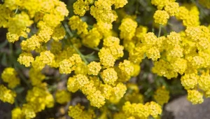 Smagliczka skalna to atrakcyjna, zimozielona, obficie kwitnąca roślina wieloletnia.