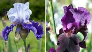 Kosaciec bródkowy najczęściej uprawiany jest ze względu na różnorodność kolorów i kształtów kwiatów.