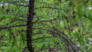 Modrzew japoński posiada pędy, które pokrywają szarozielone igły.