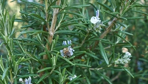 Rozmaryn lekarski w naszym klimacie może być uprawiany sezonowo w gruncie.
