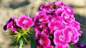 Goździk kropkowany (Dianthus deltoides).