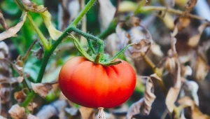 Pomidor zwyczajny (Lycopersicon esculentum).