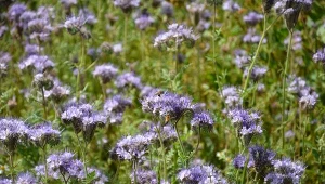 Facelia błękitna jest znana z piękna i miododajności.