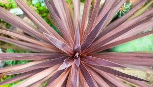 Kordylina australijska "Purpurea" może dorastać nawet do 3 m wysokości. For.123RF/Piscel