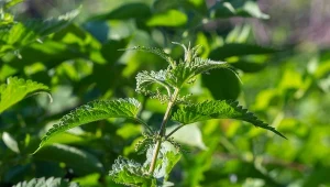 Pokrzywę zwyczajną spotkamy na terenie całej Polski.